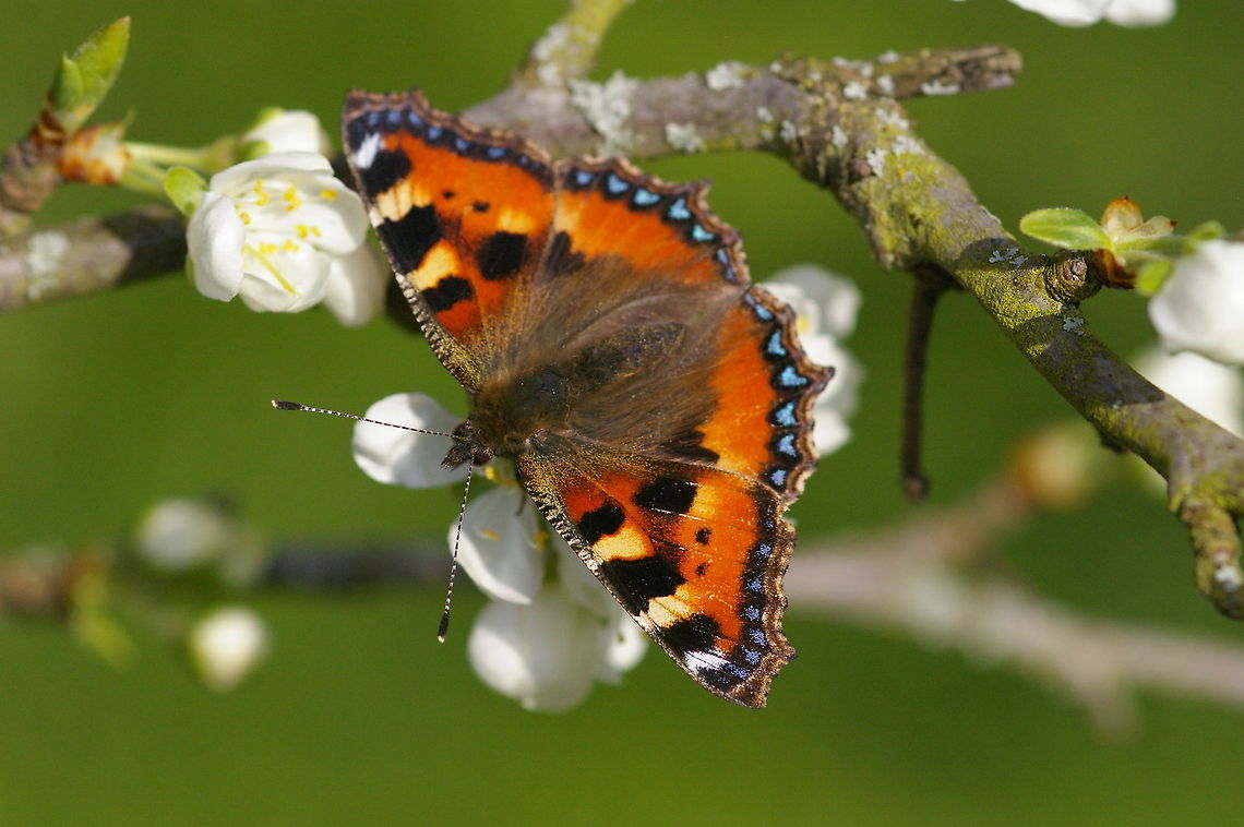 small tortoiseshell A male tortoiseshell showing its fantastic wings seemingly made from fire. Purple, red, yellow, they are all there. Not to forget the gorgeous blue spots at the end of their wings. Aglais urticae,Butterfly,Insects,Rhopalocera,Small Tortoiseshell