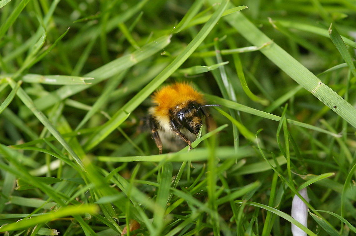 carder bee Carder bees are a type of bumblebee found everywhere in Europe. Bees,Bombus pascuorum,Carder Bee,Insects