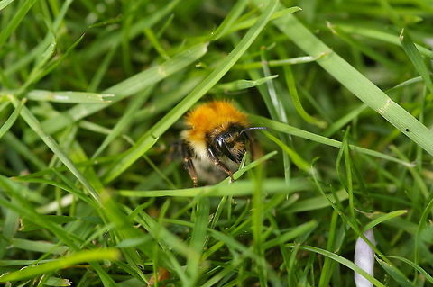 carder bee Carder bees are a type of bumblebee found everywhere in Europe. Bees,Bombus pascuorum,Carder Bee,Insects