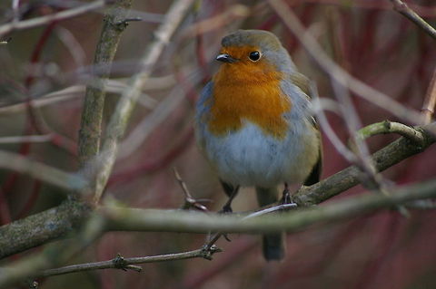 robin Robin sitting on a branch. Birds,Erithacus rubecula,European Robin
