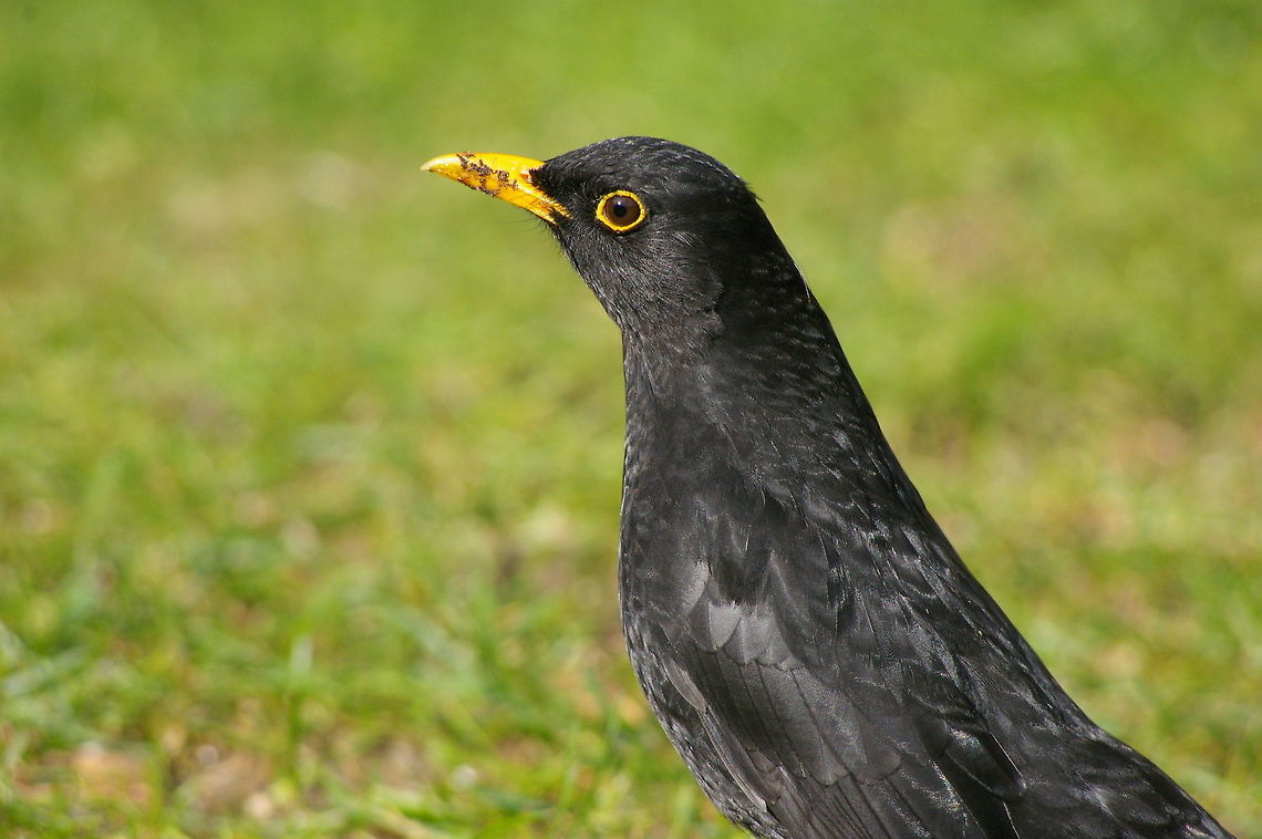 blackbird A male blackbird, showing its beauty across many gardens in Europe. Birds,Blackbird,Common Blackbird,Turdus merula