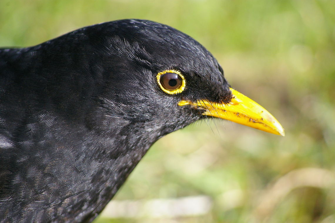 blackbird Headshot of a male blackbird. Birds,Blackbird,Closeup,Common Blackbird,Turdus merula
