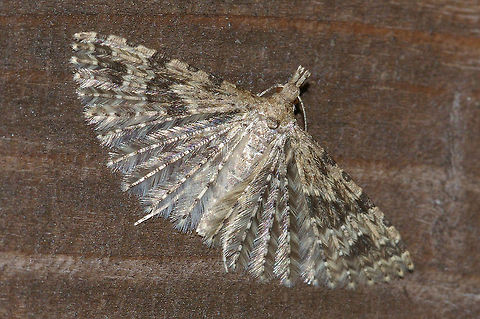 Plumed Moth Taken last year in my garden. Alucita hexadactyla,Garden,Insects,Moth,Moth Week 2018,Twenty-plume Moth