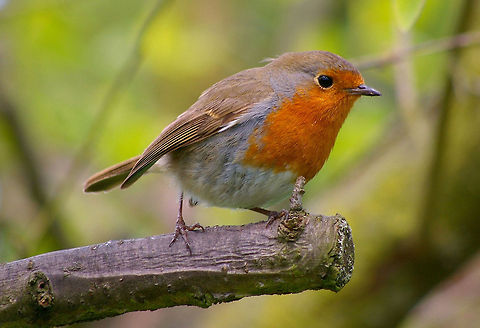 Robin Bird Taken last year in my garden. Birds,Erithacus rubecula,European Robin