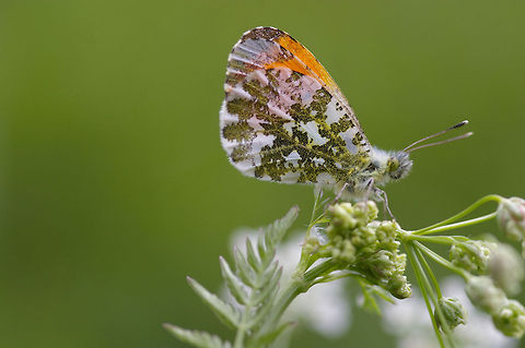 Orange Tip Butterfly 1 This was taken last year up at my local patch, Shanwell Wood. Anthocharis cardamines,Anthocharis cardamines britannica,Butterfly,Insects,Rhopalocera,orange tip