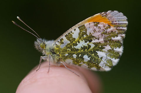 Orange Tip Butterfly 2 This was taken last year up at my local patch, Shanwell Wood. Anthocharis cardamines,Anthocharis cardamines britannica,Butterfly,Insects,Rhopalocera,orange tip