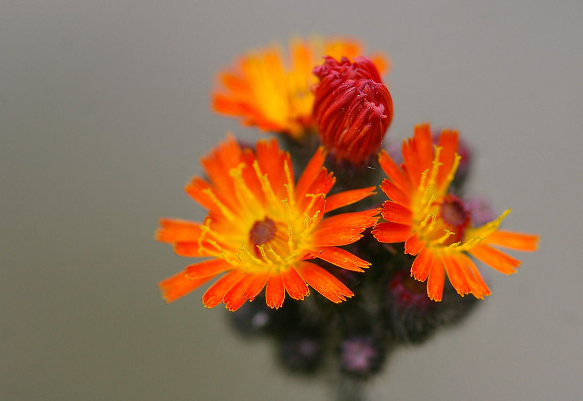 flower Taken last year in my garden. Flowers,Pilosella aurantiaca