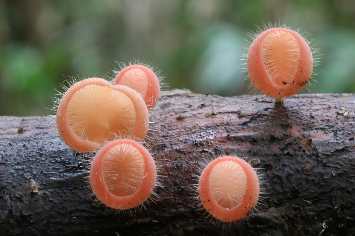Hairy Cup Fungus (Cookeina tricholoma) small, cup like fungus covered in fine hairs, grows on rotting wood in rainforests and wet areas. Belize,Bristly Tropical Cup,Cookeina tricholoma,Fungus,Ya'axche,cup fungus