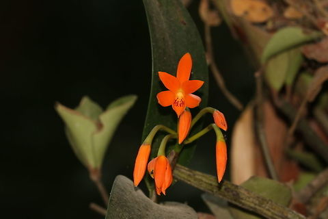 Orange Cattleya - Cattleya aurantiaca Smallest flowers in the genus Cattleya. Spotted at the entrance gate to Montecristo National Park. Guarianthe aurantiaca