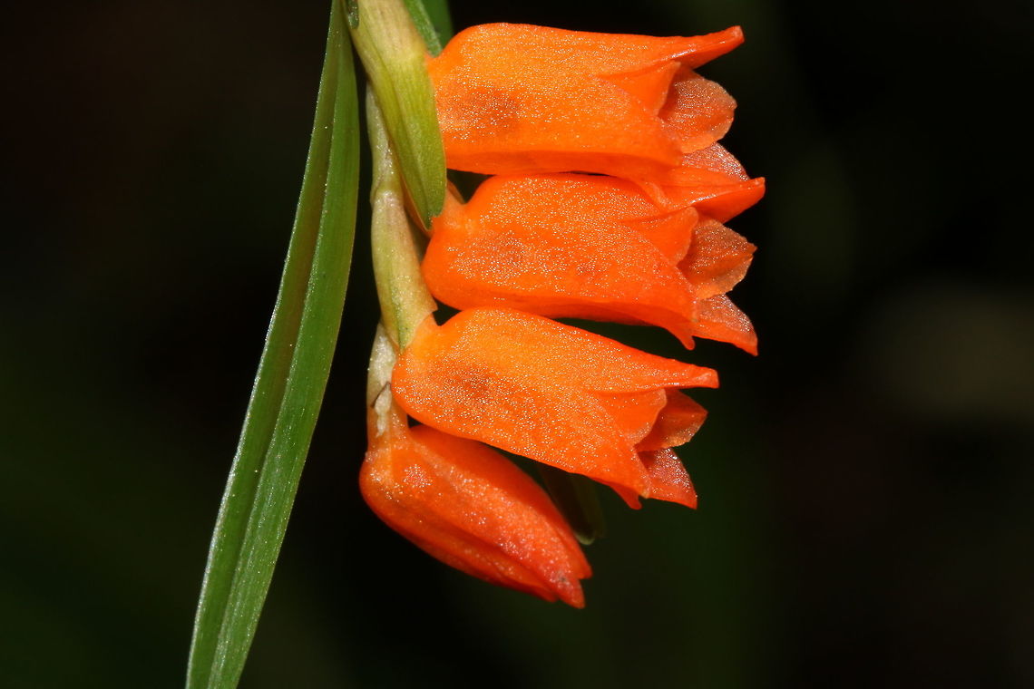 Isochilus aurantiacus small epiphytic orchid growing along the road at 2000m in Montecristo National Park. Isochilus aurantiacus