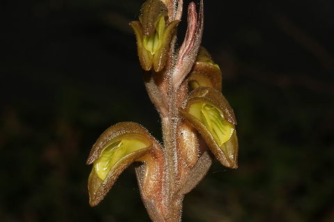 Sarcoglottis sceptrodes A terrestrial orchid found in the cloud forest of Montecristo National Park in El Salvador at an elevation of around 2000m. The leaves have usually withered away by the time the plant is in full flower. That was the case here, this was only a stem and flowers. El Salvador,National park,Orchids,Plants,Sarcoglottis sceptrodes,montecristo