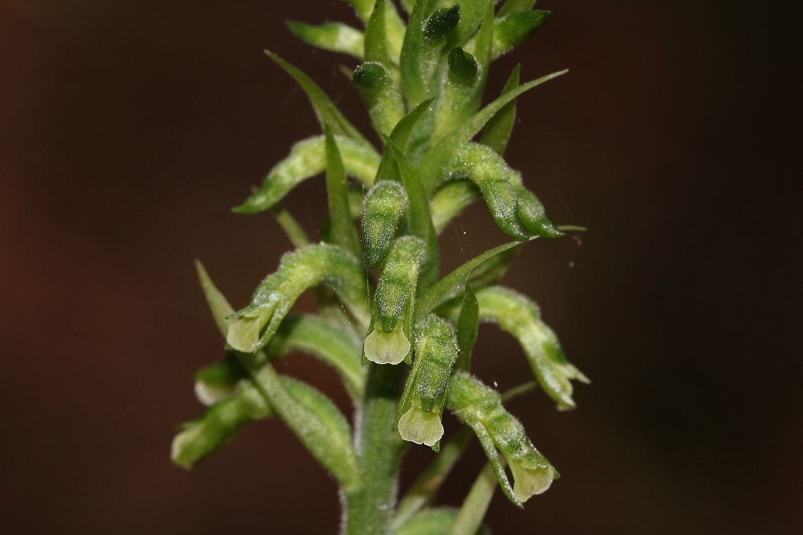 Cyclopogon comosus small terrestrial orchid, spotted in the cloud forests of Montecristo national park, at an altitude of 2000m Cyclopogon comosus,El Salvador,cyclopogon,orchid