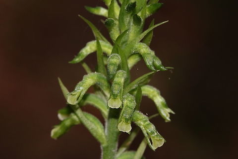 Cyclopogon comosus small terrestrial orchid, spotted in the cloud forests of Montecristo national park, at an altitude of 2000m Cyclopogon comosus,El Salvador,cyclopogon,orchid