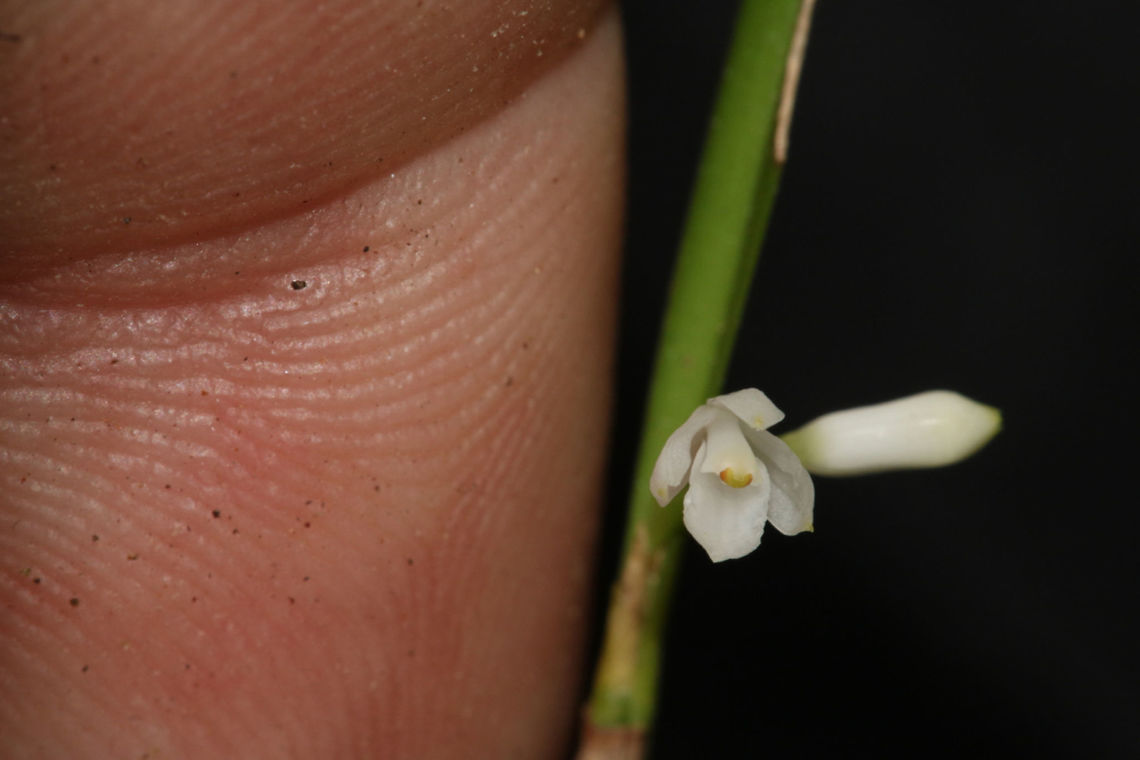 Scaphyglottis behrii Small epiphytic orchid found in Rio Blanco National Park.<br />
Native to Mexico, Guatemala, Belize, Costa Rica, Panama, Colombia and Venezuela Belize,Orchids,Scaphyglottis behrii,centalamerica,rioblanco