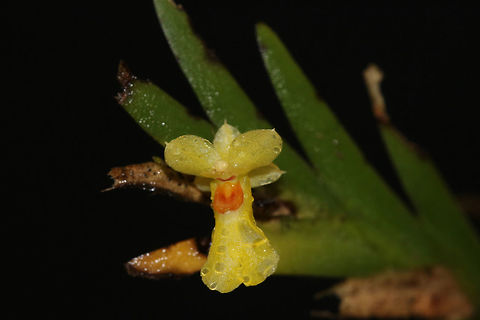 Lockhartia pittieri Rare epiphytic orchid found in Rio Blanco National Park in Southern Belize. One of two species in the genus Lockhartia found in Belize. Belize,Lockhartia pittieri,Orchid Lockhartia pittieri,flowers,lockhartia,nationalpark,orchids,plants,rioblanco