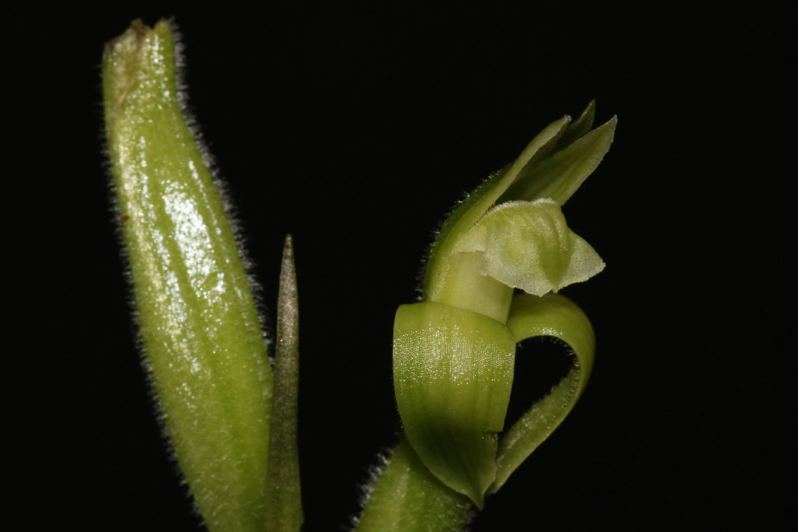 Sarcoglottis acaulis Terrestrial orchid found in Golden Stream Corridor Preserve. The attractive foliage withers away by the time the plant is in full bloom. Found from El Salvador, Guatemala, Costa Rica, the Windwards, Trinidad and Tobago, Fr Guiana, Guyana, Surinam, Venezuela, Colombia, Ecuador, Peru and Brazil. Belize,Sarcoglottis acaulis,flowers,orchids,plants,sarcoglottis,yaaxche