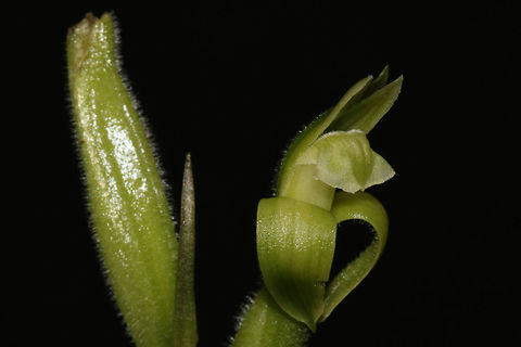 Sarcoglottis acaulis Terrestrial orchid found in Golden Stream Corridor Preserve. The attractive foliage withers away by the time the plant is in full bloom. Found from El Salvador, Guatemala, Costa Rica, the Windwards, Trinidad and Tobago, Fr Guiana, Guyana, Surinam, Venezuela, Colombia, Ecuador, Peru and Brazil. Belize,Sarcoglottis acaulis,flowers,orchids,plants,sarcoglottis,yaaxche