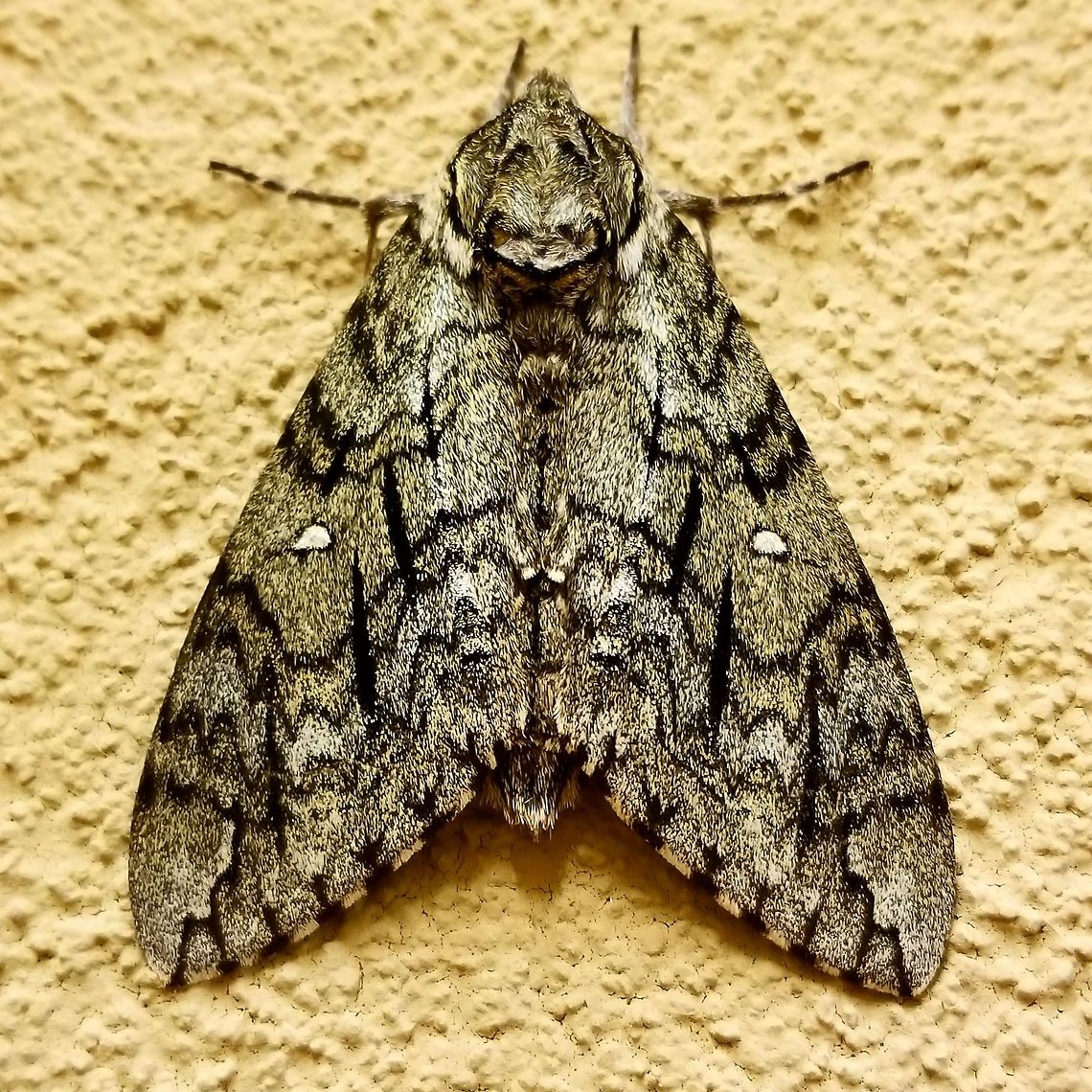 Waved Sphinx  Ceratomia undulosa,Geotagged,United States,Waved Sphinx