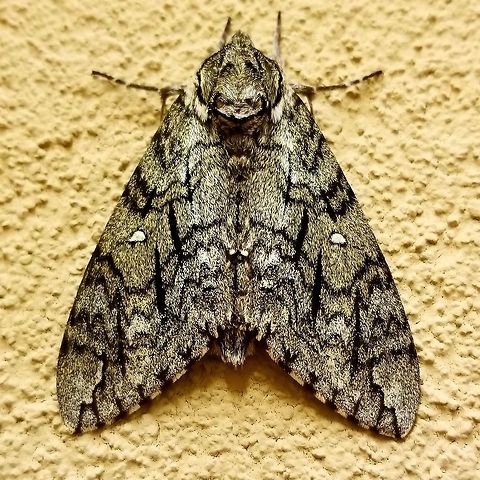 Waved Sphinx  Ceratomia undulosa,Geotagged,United States,Waved Sphinx