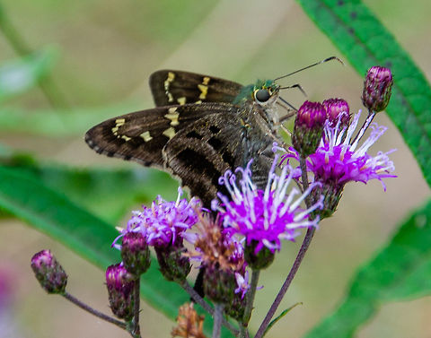 Long Tailed Skipper Found in Oakland cemetery, Atlanta, GA. Geotagged,Long-tailed Skipper,Moth,Summer,United States,Urbanus proteus,long tailed skipper,skipper