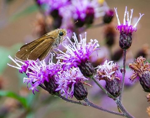 Clouded skipper Found at Oakland cemetery, Atlanta, GA Clouded skipper,Geotagged,Lerema accius,Moth,United States,skipper
