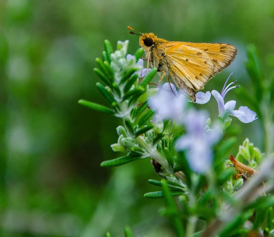 Fiery skipper Found at Oakland cemetery, Atlanta, GA Fiery Skipper,Geotagged,Hylephila phyleus,Moth,United States,skipper