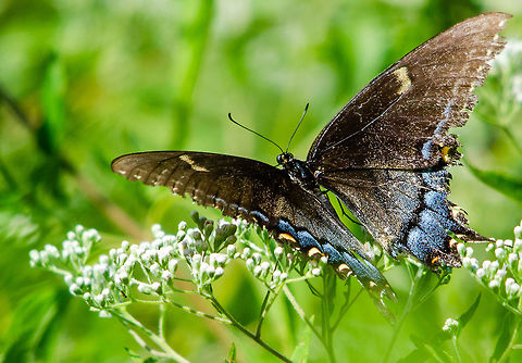 Black Swallowtail Butterfly Stone Mountain, Atlanta, GA Black Swallowtail,Butterfly,Geotagged,Papilio polyxenes,Summer,United States