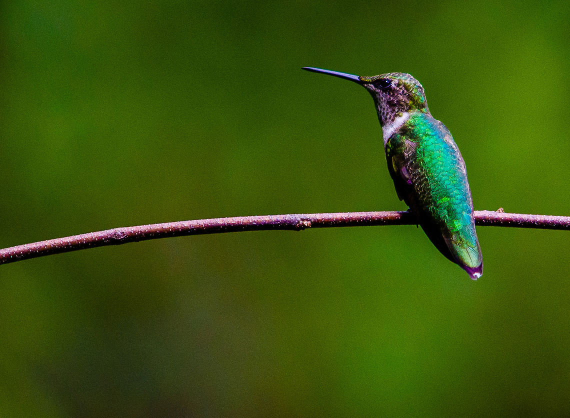 Hummingbird Taken at Clyde Shepherd  Archilochus colubris,Geotagged,Ruby-throated hummingbird,Summer,United States