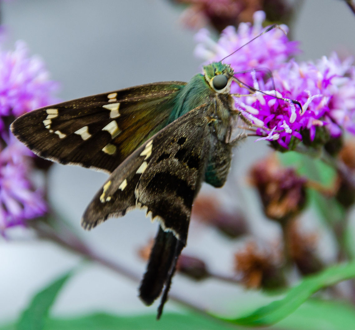 Long-Tailed Skipper Oakland cemetery, Atlanta GA Geotagged,Long-tailed Skipper,Moth,Summer,United States,Urbanus proteus,skipper