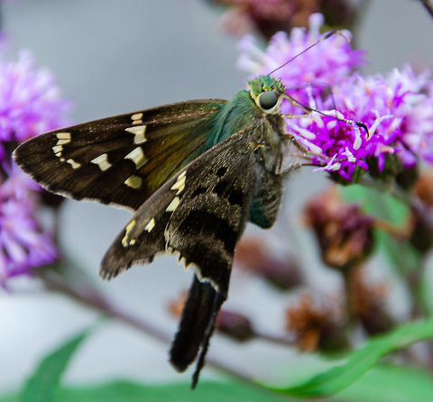 Long-Tailed Skipper Oakland cemetery, Atlanta GA Geotagged,Long-tailed Skipper,Moth,Summer,United States,Urbanus proteus,skipper