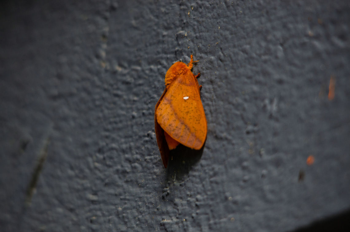 Orange-tipped oakworm moth Taken in Norcross, GA Anisota senatoria,Moth,Orangestriped oakworm,orange tipped oakworm