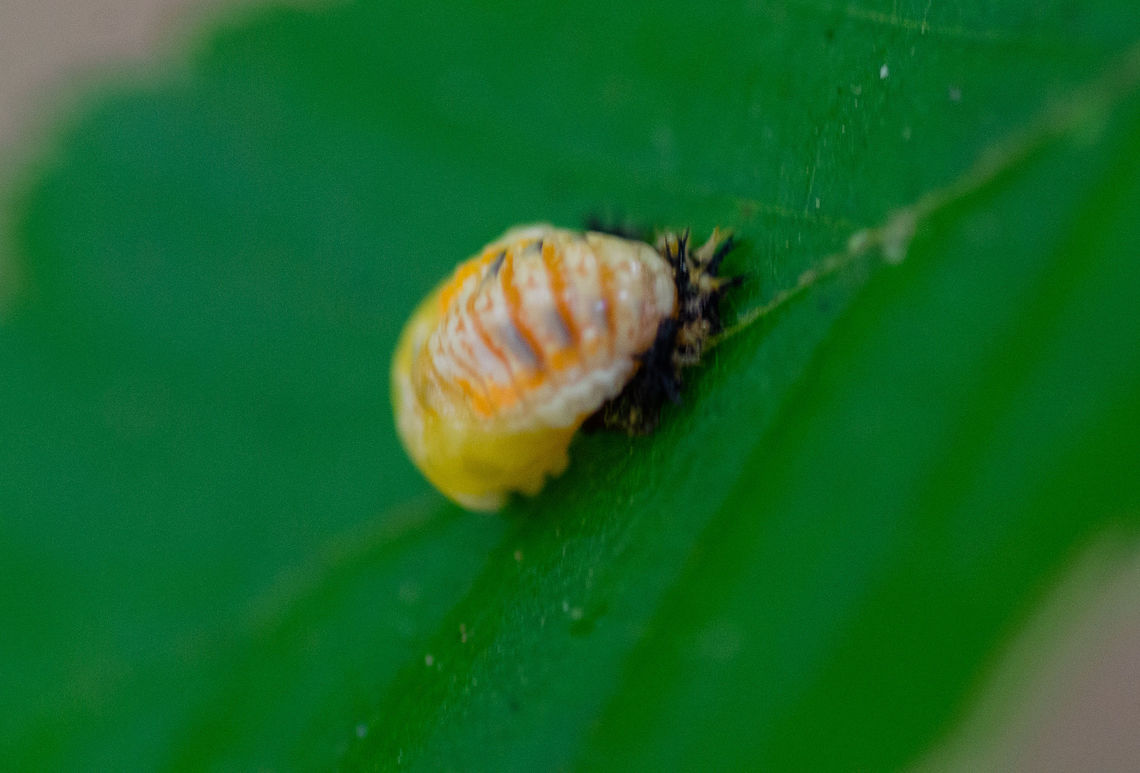 Ladybug Pupa Taken in Decatur, Georgia. Harlequin Ladybird,Harmonia axyridis,Heteroneda billardieri,Ladybug or Ladybird,Netty Ladybird (Beetle),pupa