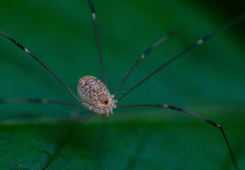 "You're in my space" Taken in Decatur, Georgia. Leiobunum vittatum,Spider,harvestman