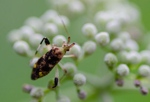 Please help identify I found this little guy in Decatur, Georgia. I am having a hard time identifying the bug and also the fuzzy white flowers he is on. Geotagged,Spring,United States