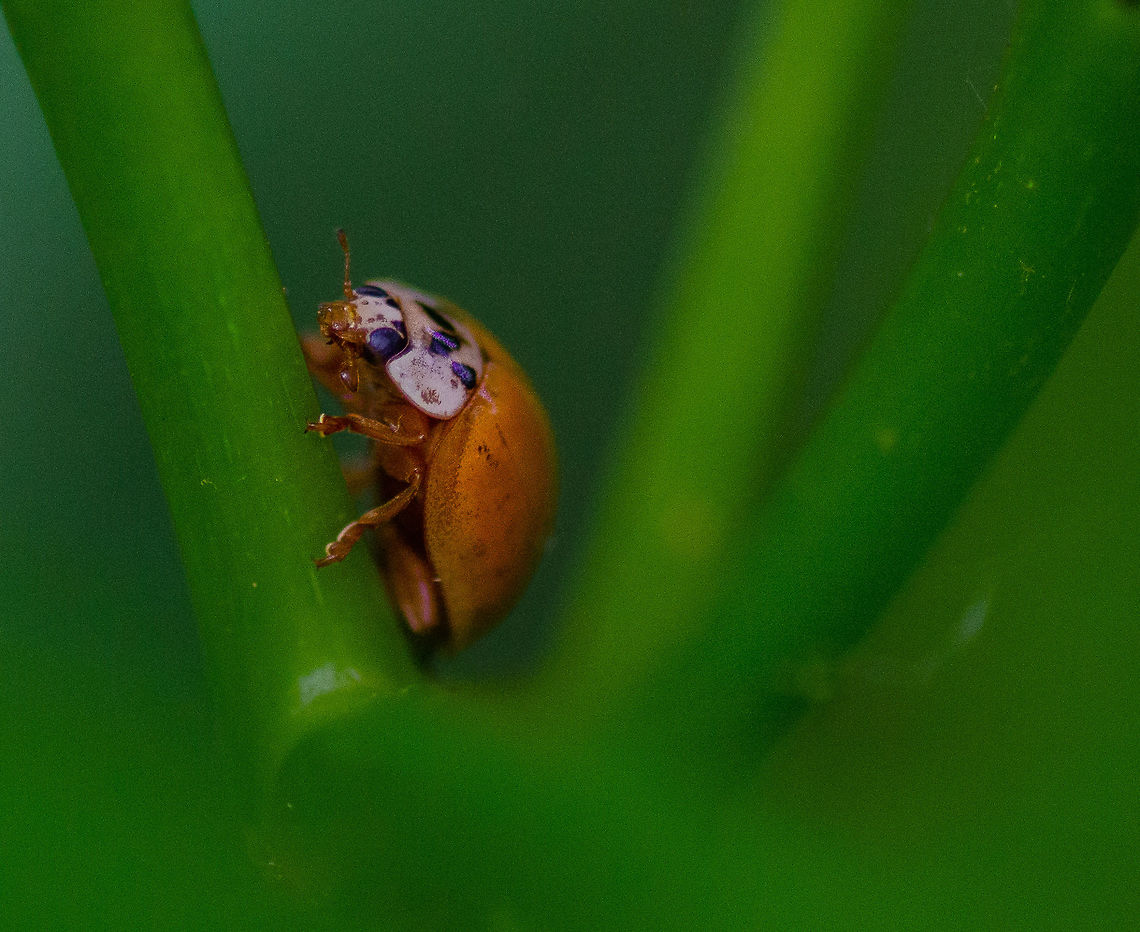 Orange Ladybug Taken in Decatur, Georgia. Geotagged,Harlequin Ladybird,Harmonia axyridis,Spring,United States