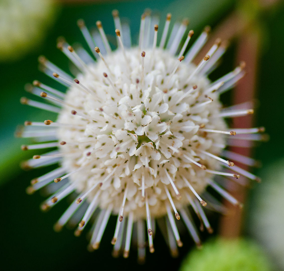 White Flower Located around Roswell, Georgia. Buttonbush,Cephalanthus occidentalis,Geotagged,Summer,United States