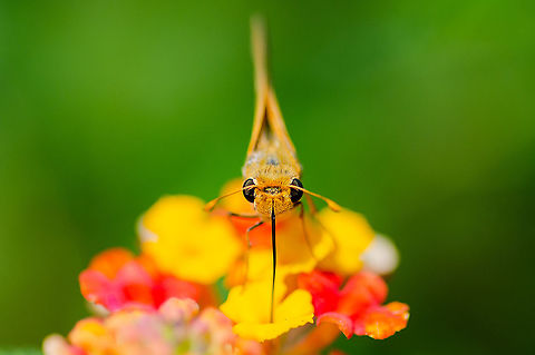 Fiery Skipper having lunch Tallahassee, Florida Fall,Fiery Skipper,Geotagged,Hylephila phyleus,United States
