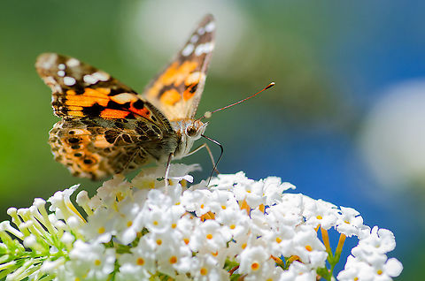 Friendly Butterfly Norcross, Georgia Fall,Geotagged,Painted Lady,United States,Vanessa cardui