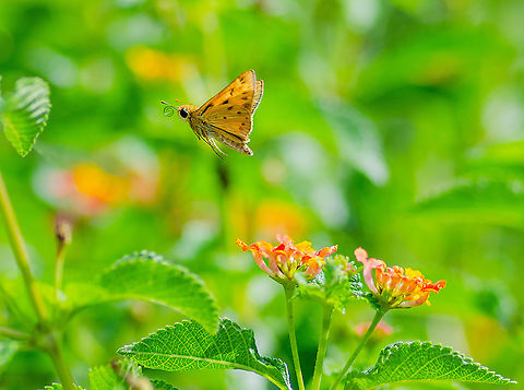 Soaring the flowers Tallahassee, Florida Fall,Fiery Skipper,Geotagged,Hylephila phyleus,United States