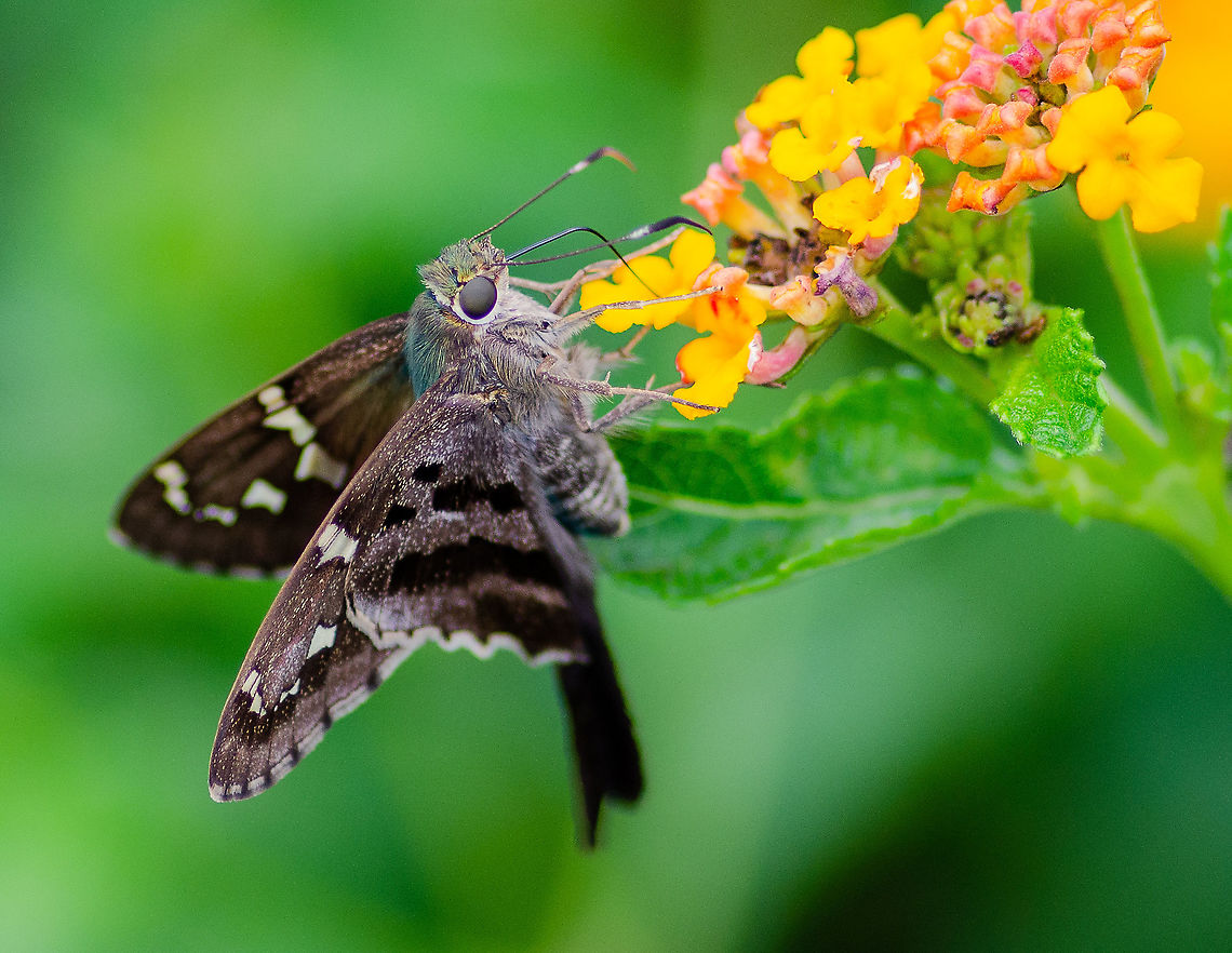 Skipper enjoying the flowers Tallahassee, Florida Fall,Geotagged,Long-tailed Skipper,United States,Urbanus proteus