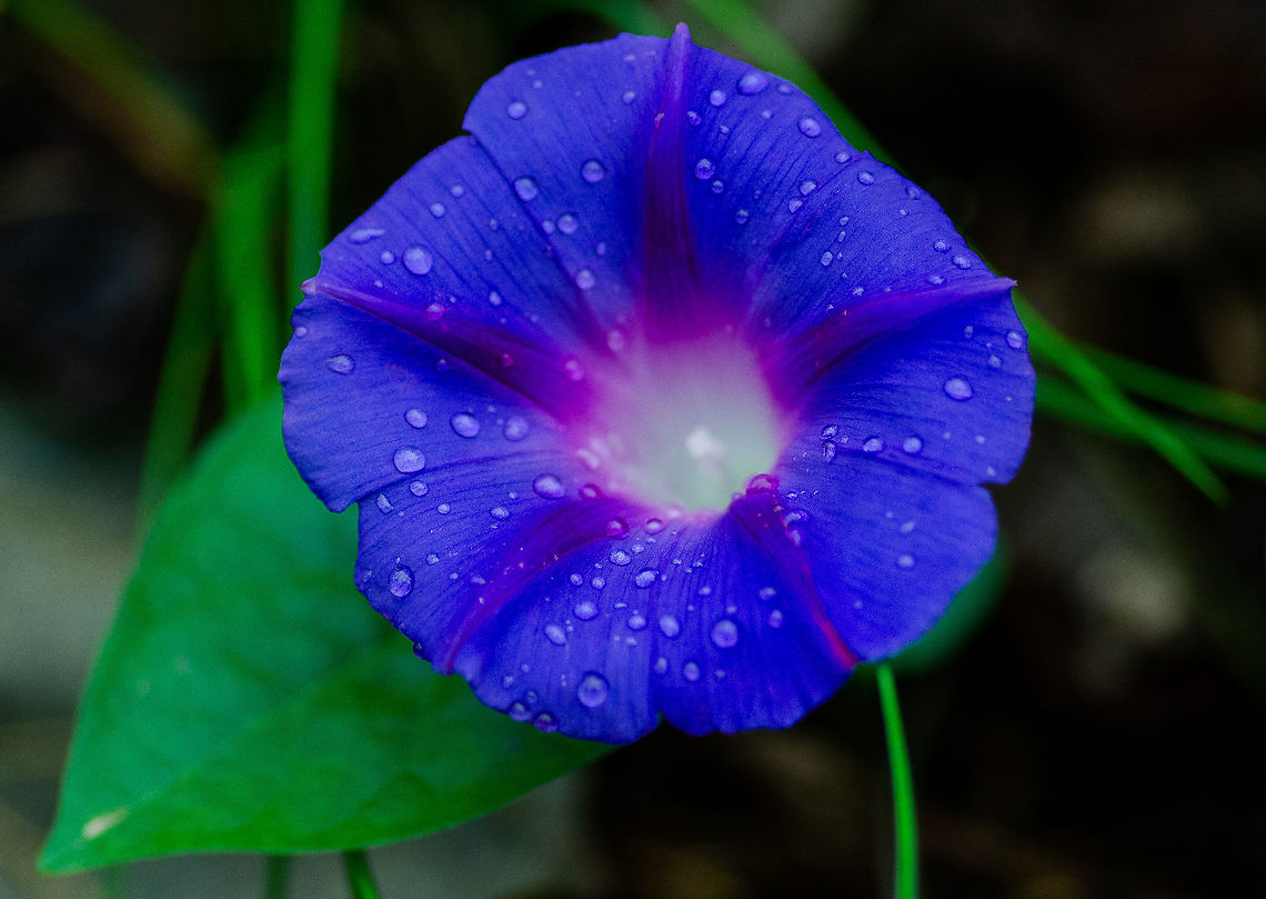 Dew covered morning glory Roswell, Georgia Blue morning glory,Fall,Geotagged,Ipomoea indica,United States