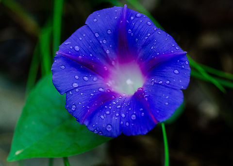 Dew covered morning glory Roswell, Georgia Blue morning glory,Fall,Geotagged,Ipomoea indica,United States