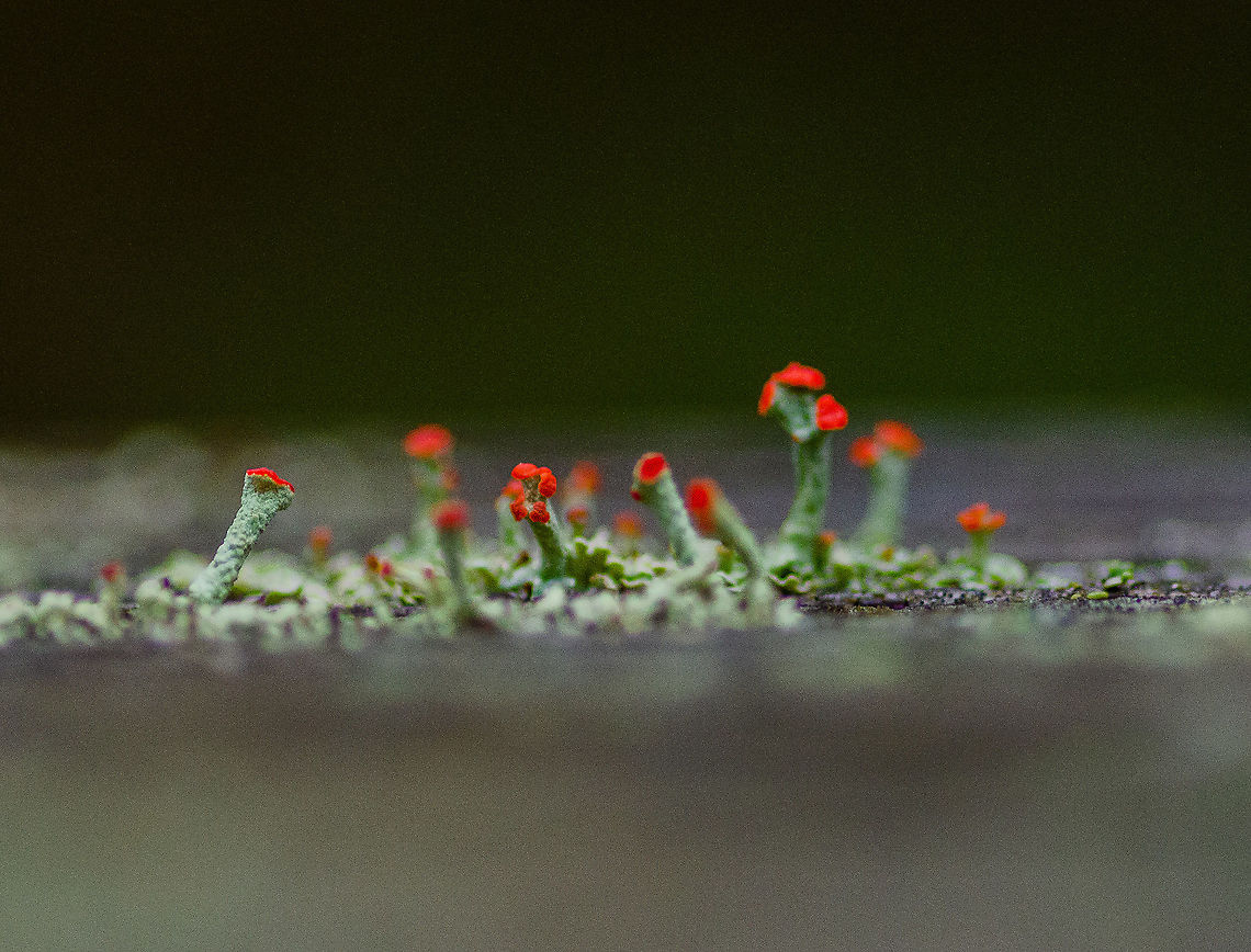 Tiny red lichen Roswell, Georgia British soldier lichen,Cladonia cristatella,Fall,Geotagged,United States