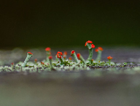 Tiny red lichen Roswell, Georgia British soldier lichen,Cladonia cristatella,Fall,Geotagged,United States