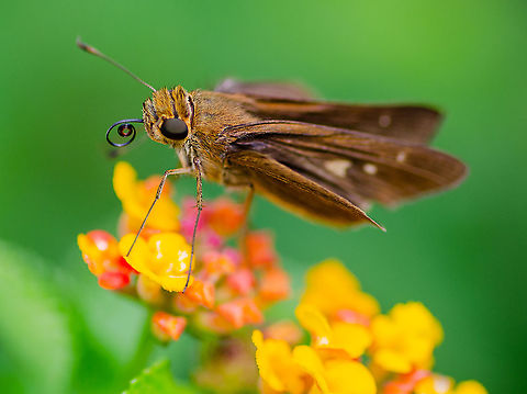 Silver-spotted Skipper Tallahassee, Florida Epargyreus clarus,Fall,Geotagged,Silver-spotted Skipper,United States