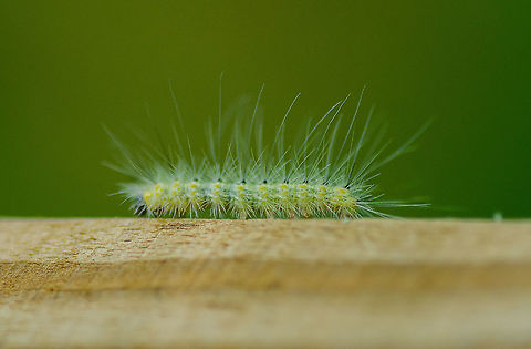 Making his way Suwanee, Georgia Geotagged,Spilosoma virginica,Spring,United States,Virginia tiger moth