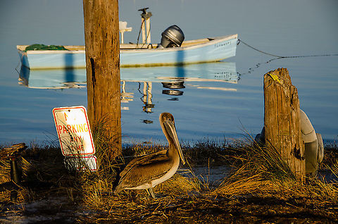 Waiting for free fish Taken in Panacea, Florida on Christmas day 2018. I found a man fishing that had made friends with this pelican and would give him some fish. The pelican would even let the man pet him. Brown pelican,Geotagged,Pelecanus occidentalis,United States,Winter