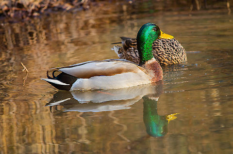 Dinner date Roswell, Georgia Anas platyrhynchos,Geotagged,Mallard,United States,Winter