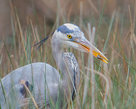 Crunching on crawfish Decatur, Georgia Ardea herodias,Geotagged,Great blue heron,United States,Winter