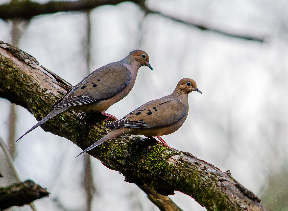 Enjoying the morning together Decatur, Georgia Geotagged,Mourning Dove,Spilopelia chinensis,Spotted dove,United States,Winter,Zenaida macroura